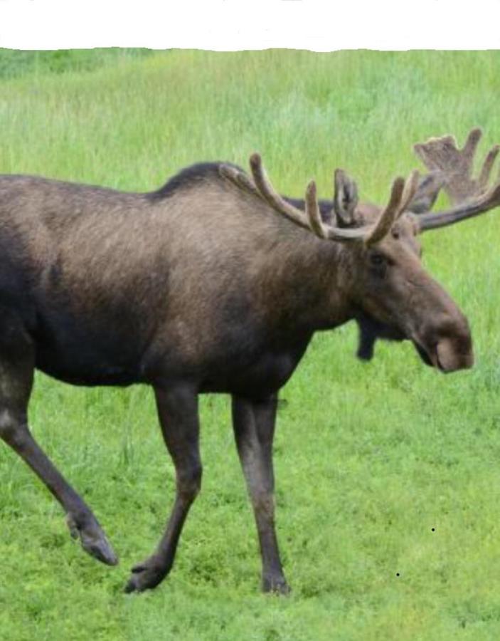 Stuga Utanfoer Fjaellbacka Exteriér fotografie